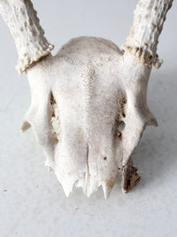 vintage small animal skull cap