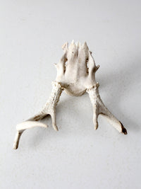 vintage small animal skull cap