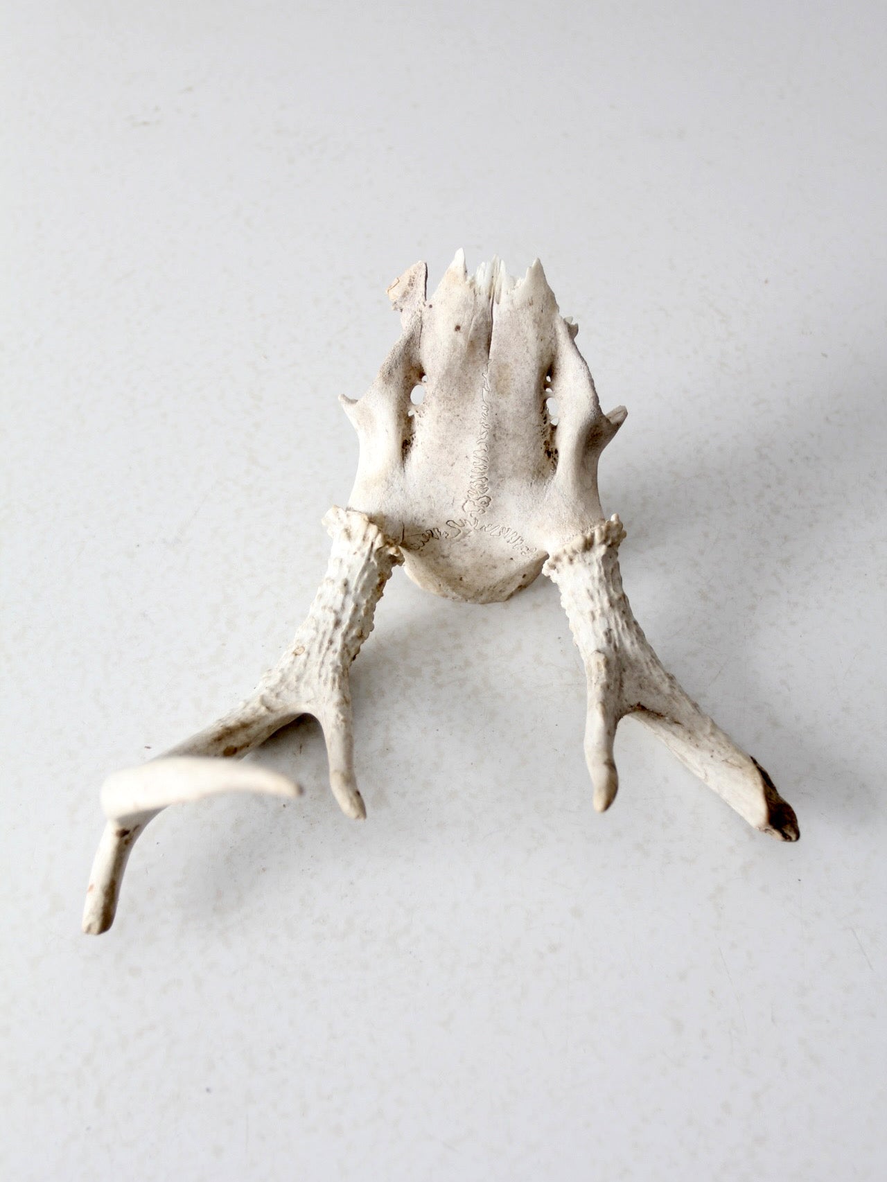 vintage small animal skull cap