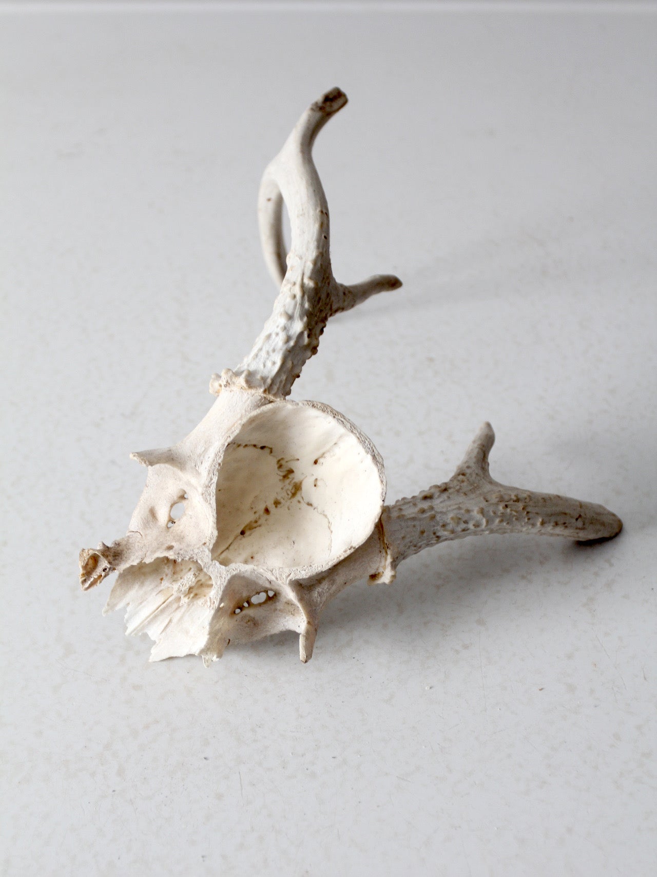 vintage small animal skull cap