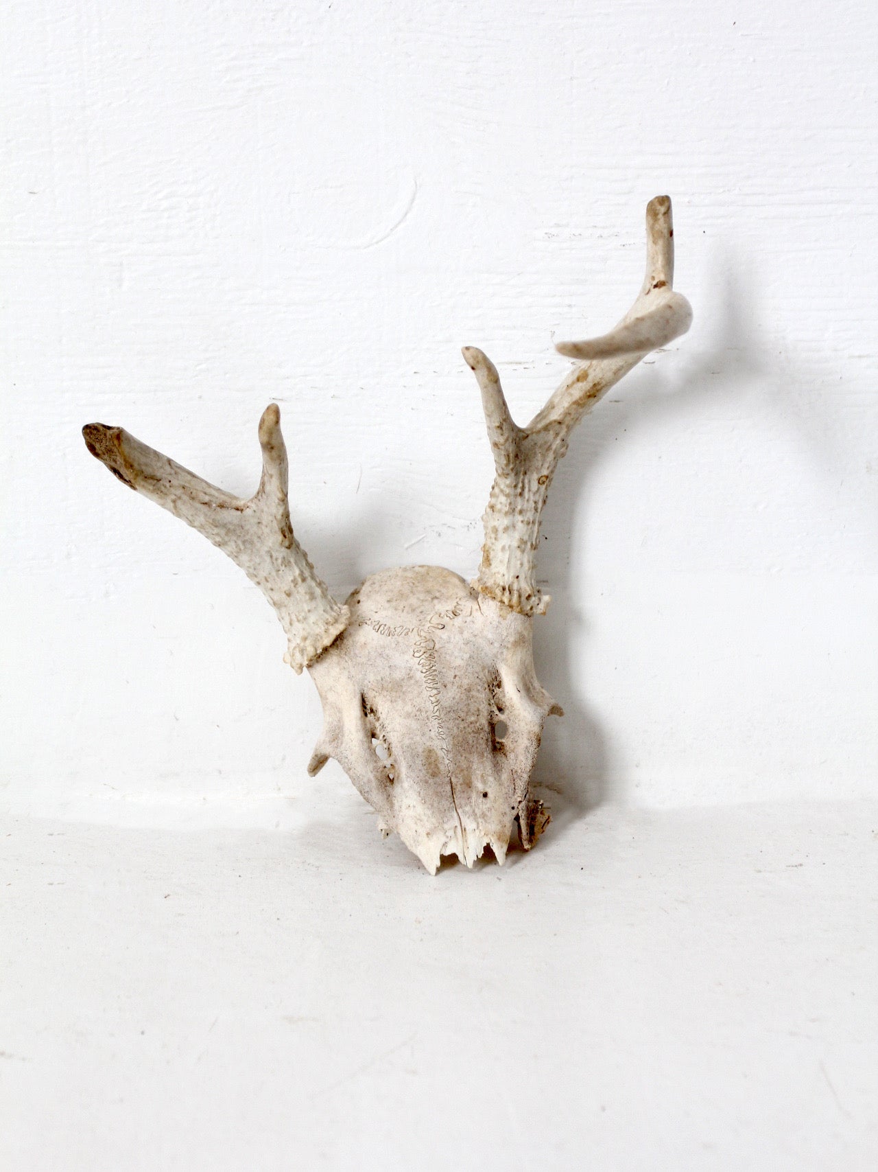 vintage small animal skull cap