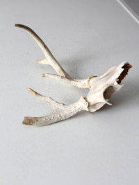 vintage small animal skull cap