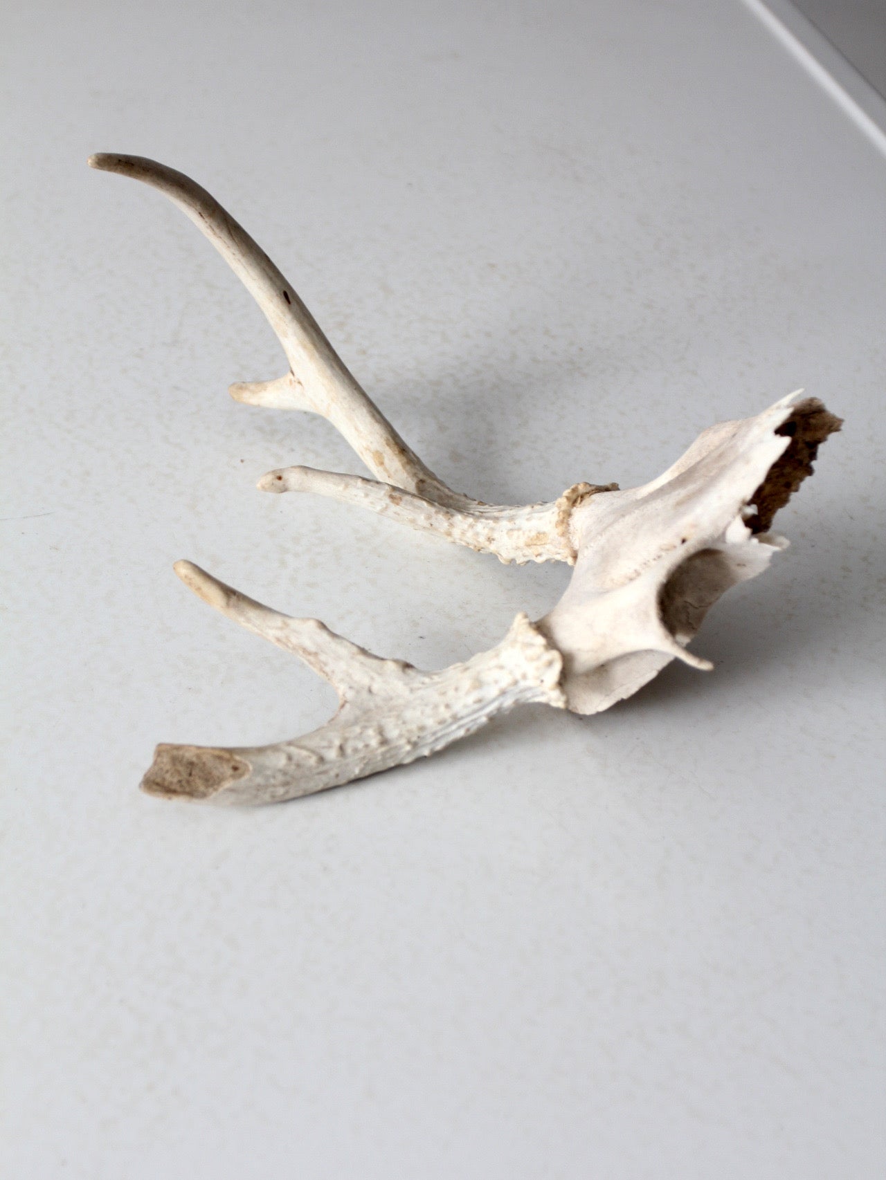 vintage small animal skull cap