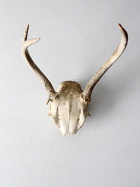 vintage deer skull with antlers