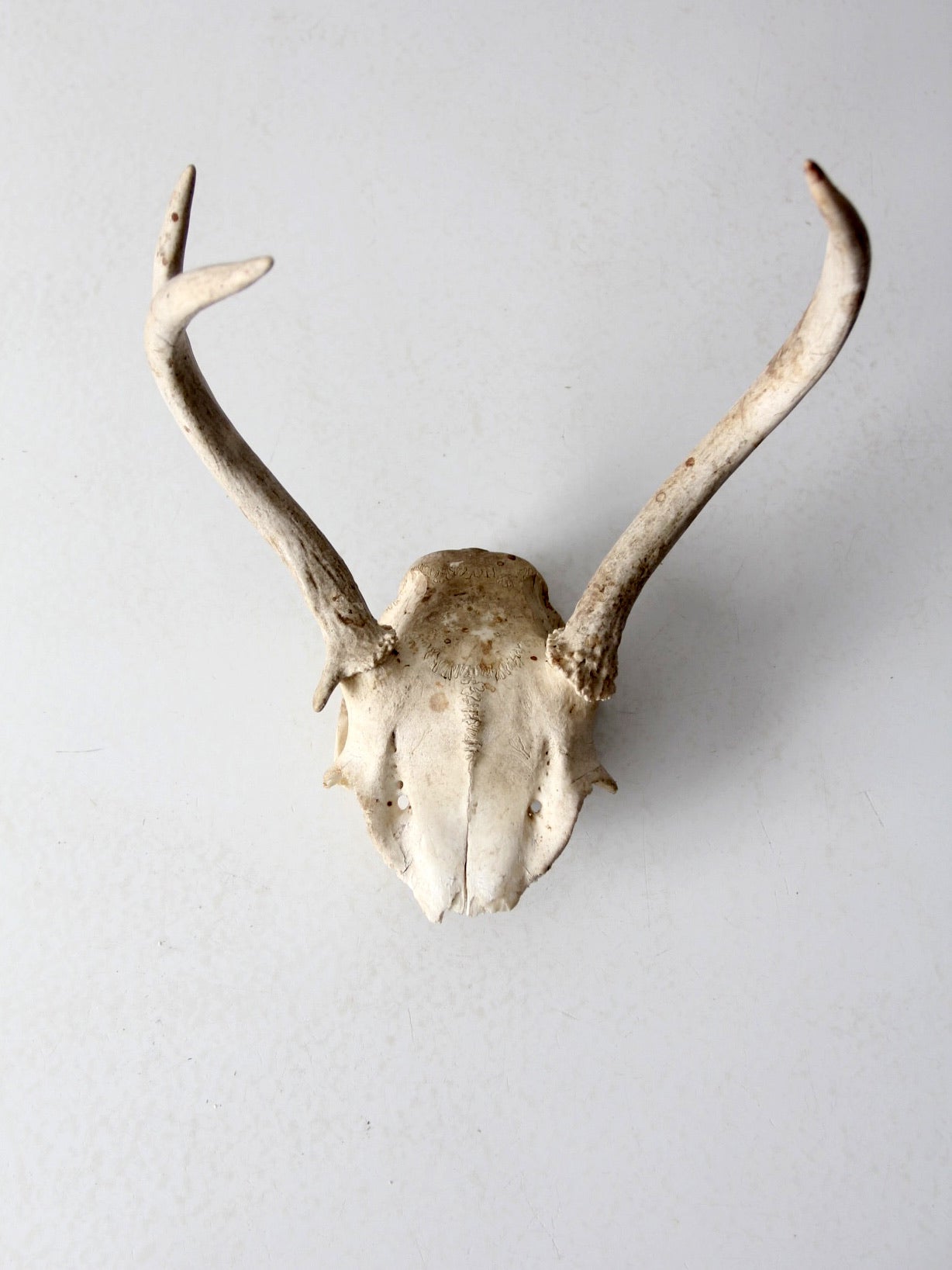 vintage deer skull with antlers