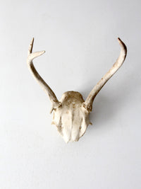 vintage deer skull with antlers