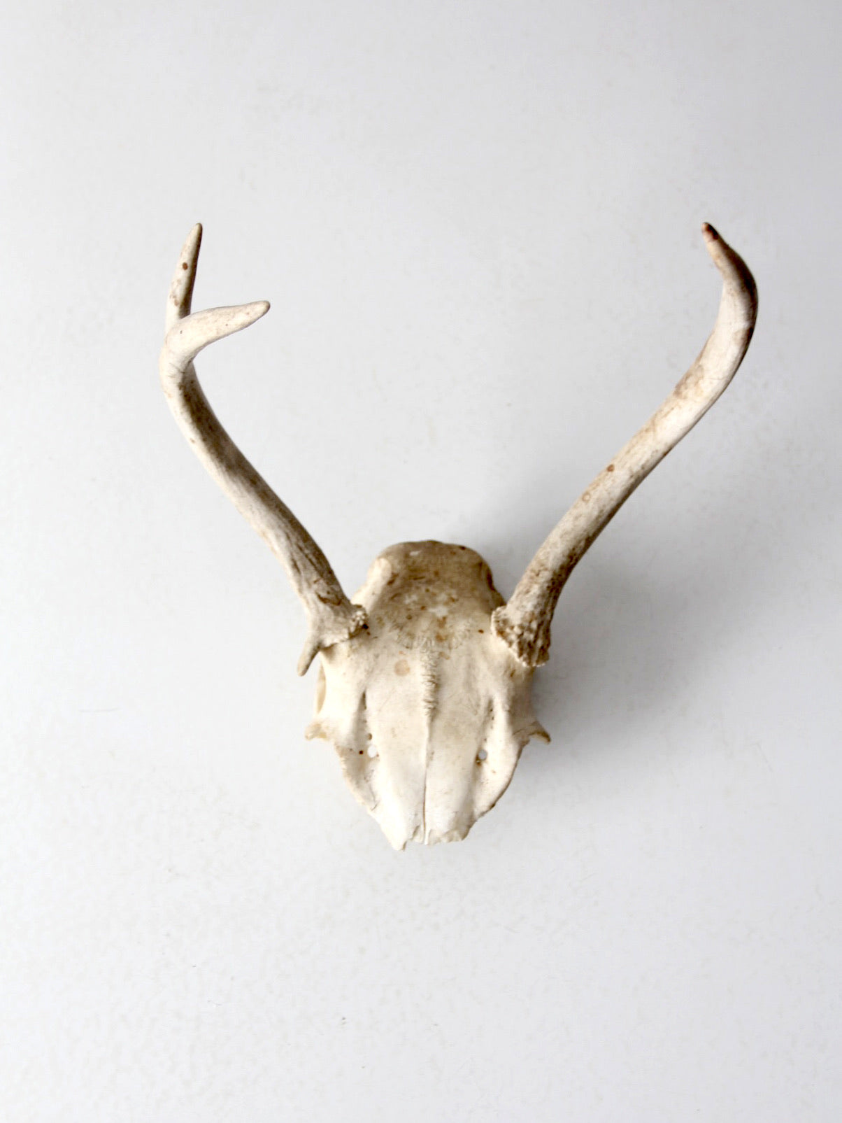 vintage deer skull with antlers