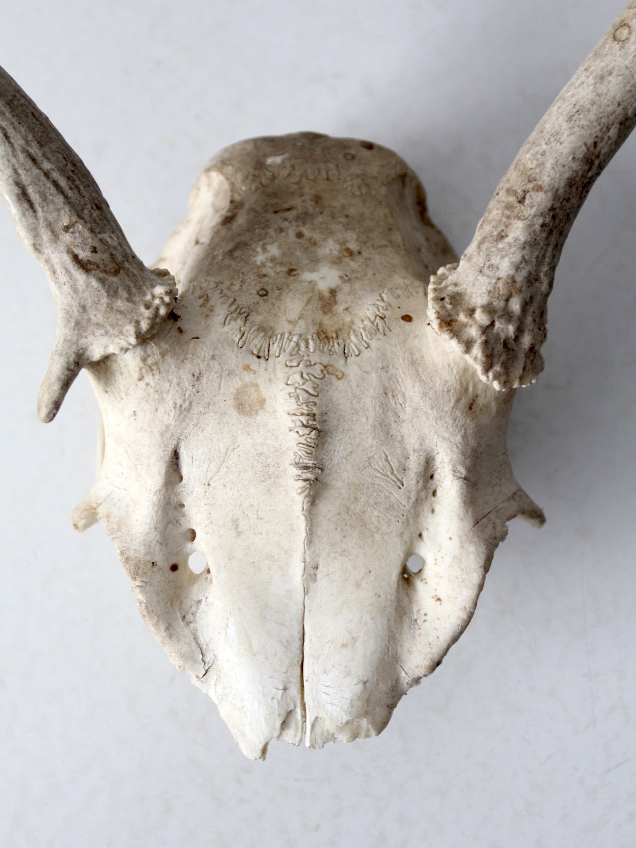 vintage deer skull with antlers