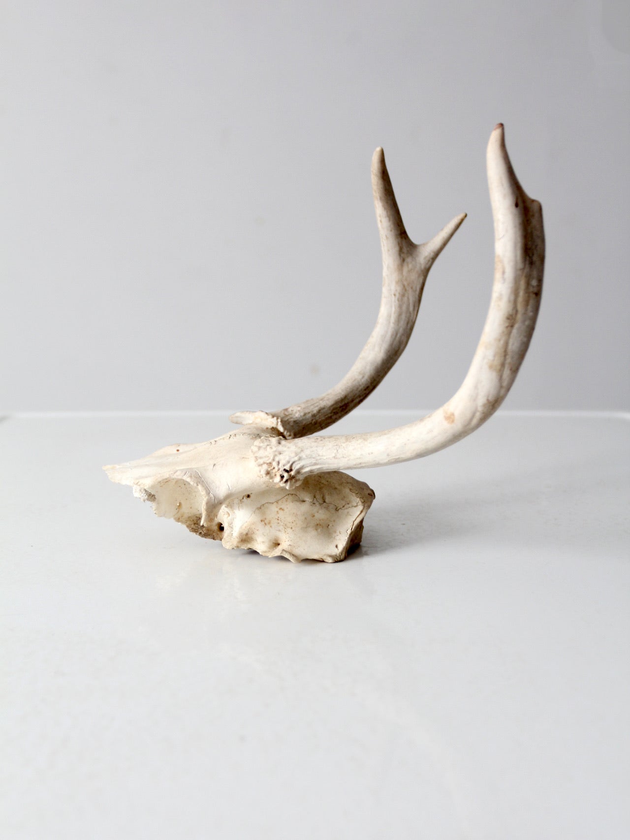 vintage deer skull with antlers