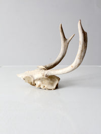 vintage small animal skull cap