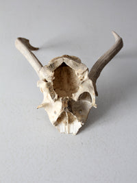 vintage deer skull with antlers
