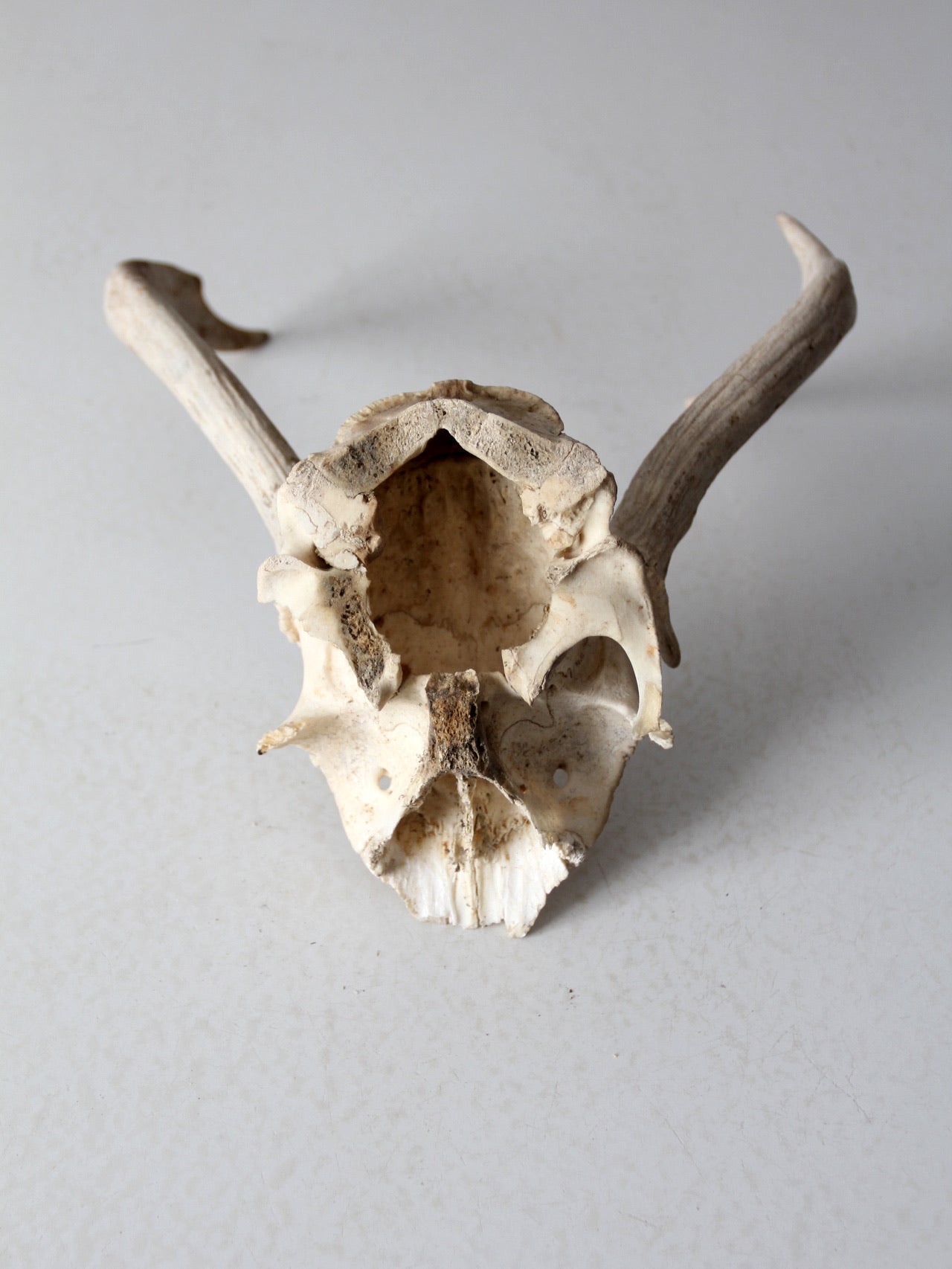 vintage deer skull with antlers