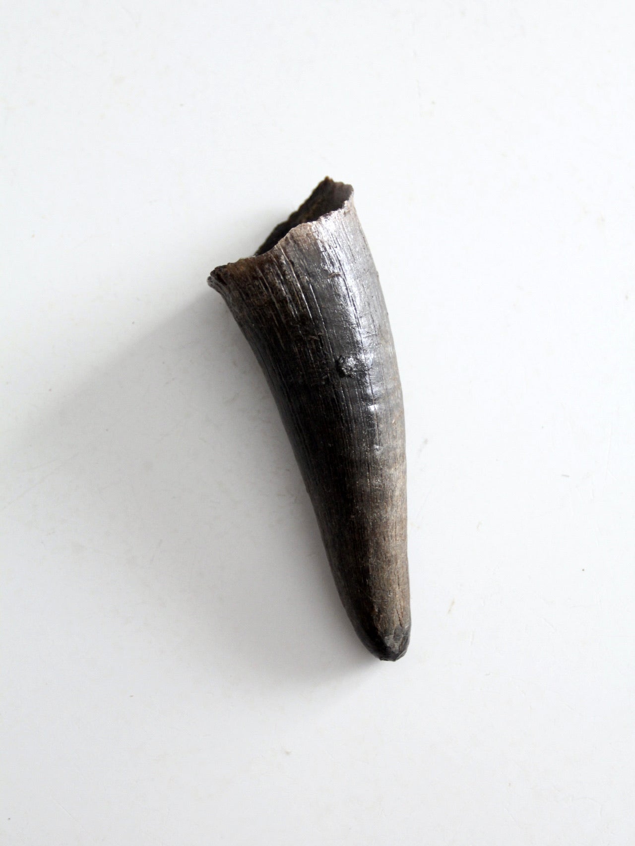 vintage black bull cow horn