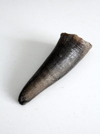 vintage black bull cow horn