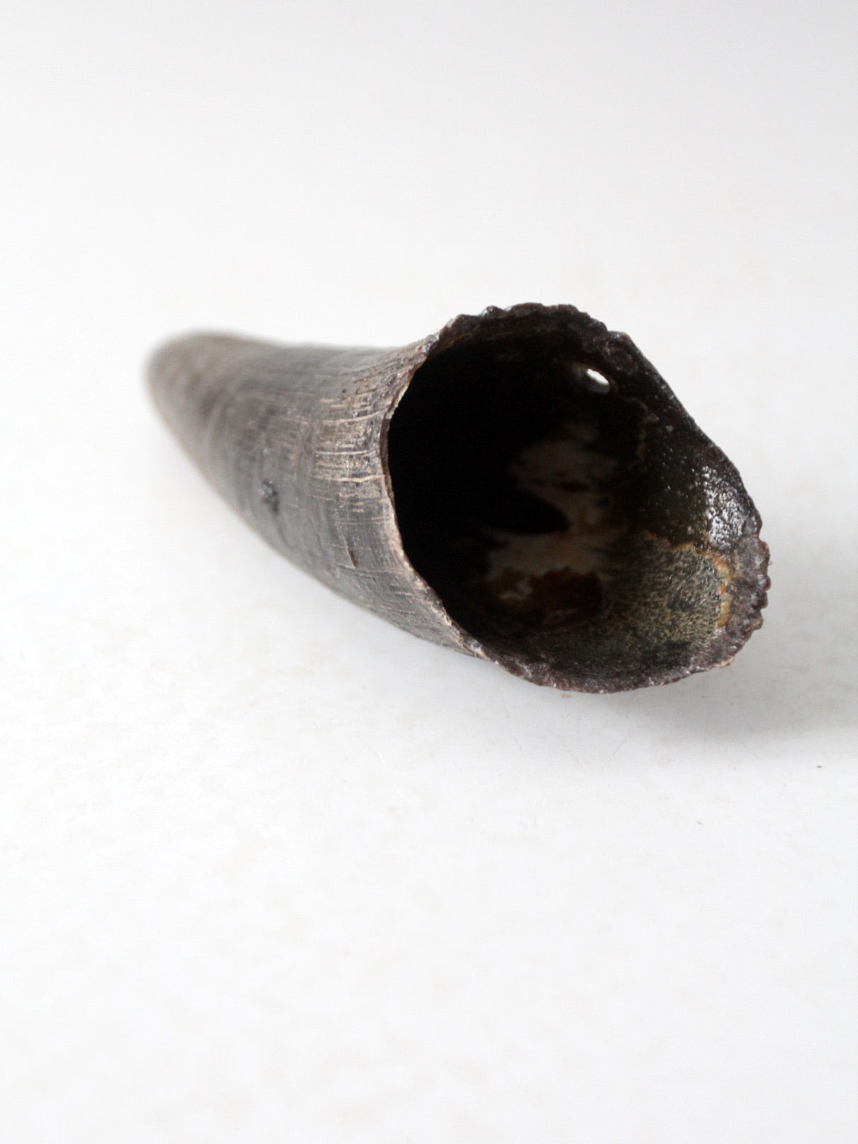 vintage black bull cow horn