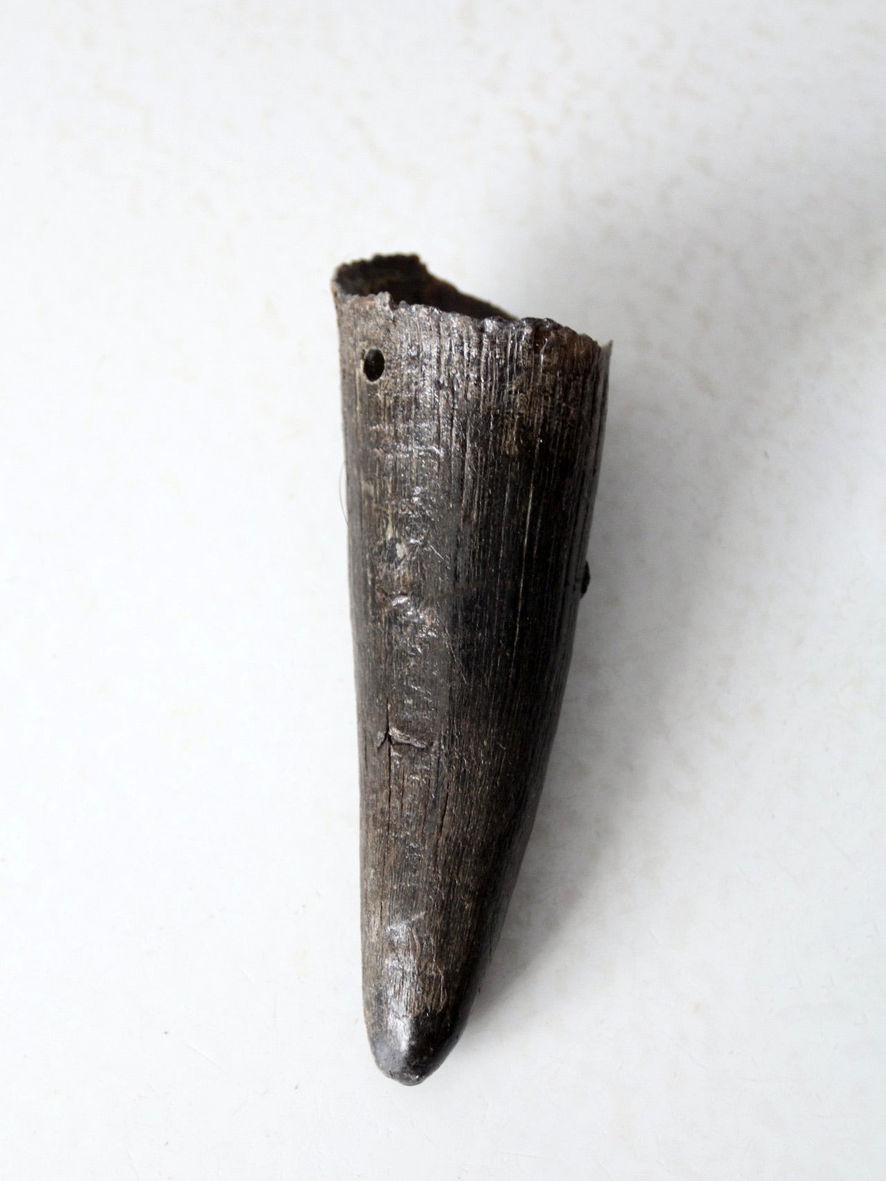 vintage black bull cow horn