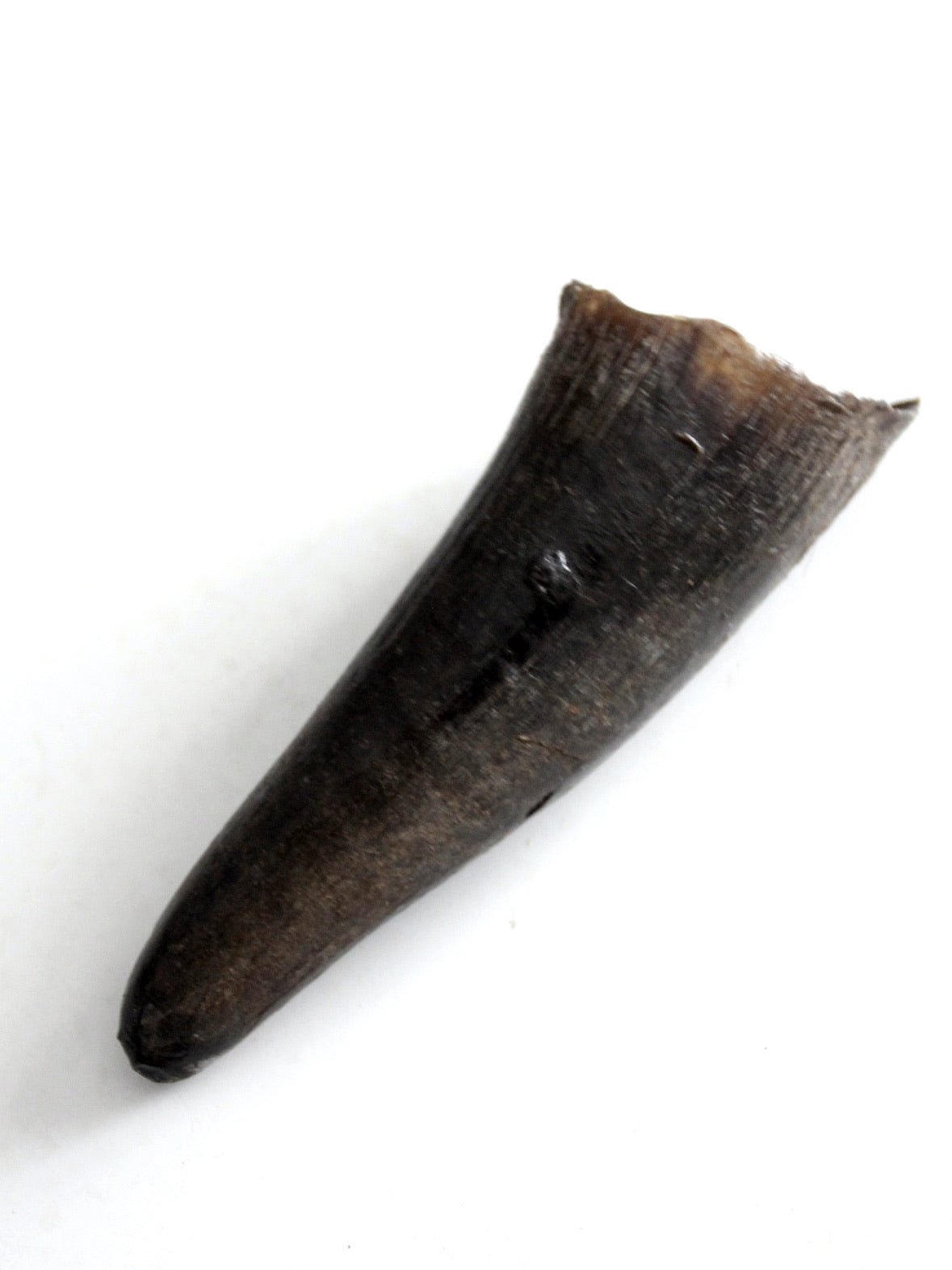 vintage black bull cow horn