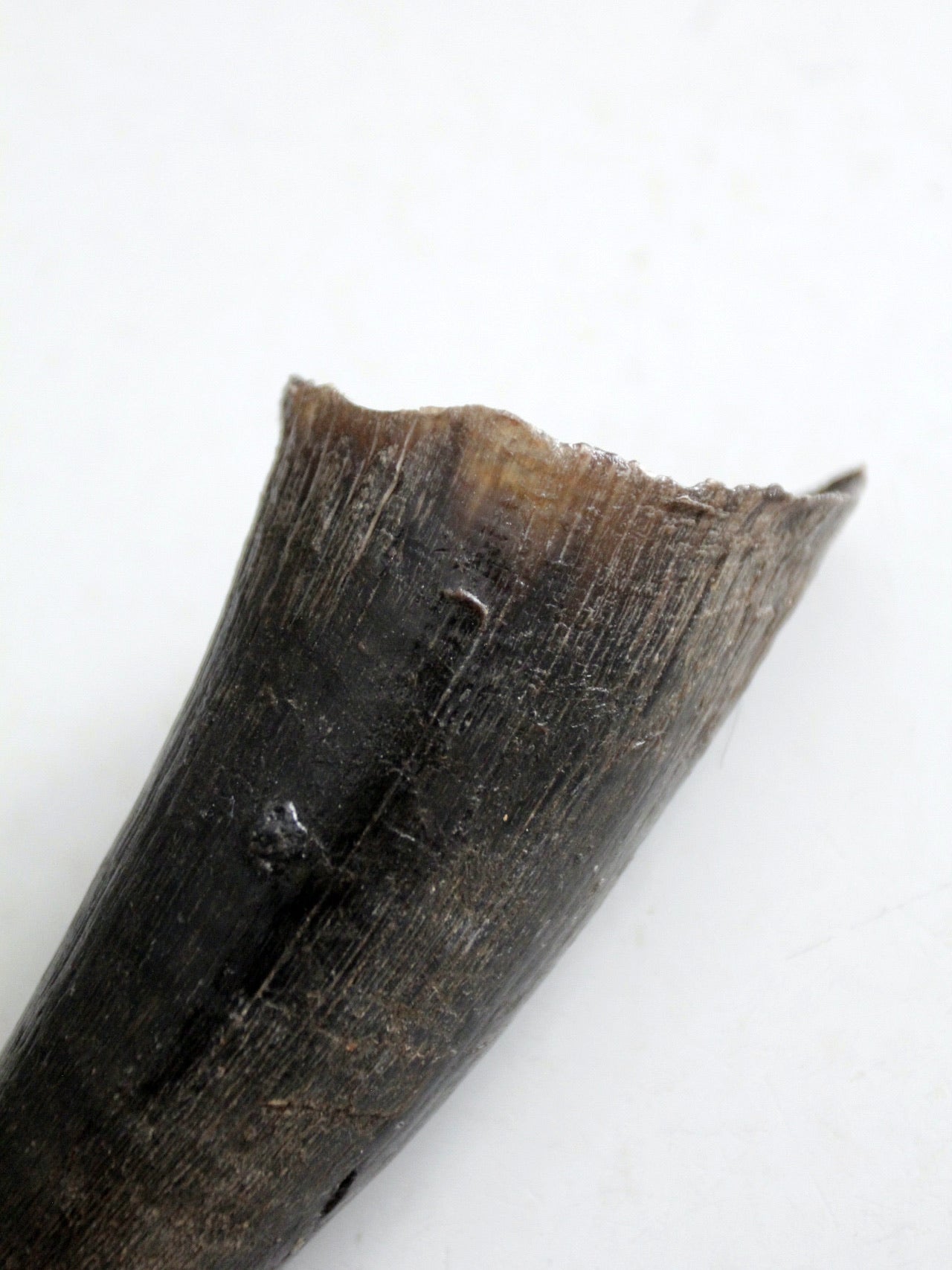 vintage black bull cow horn