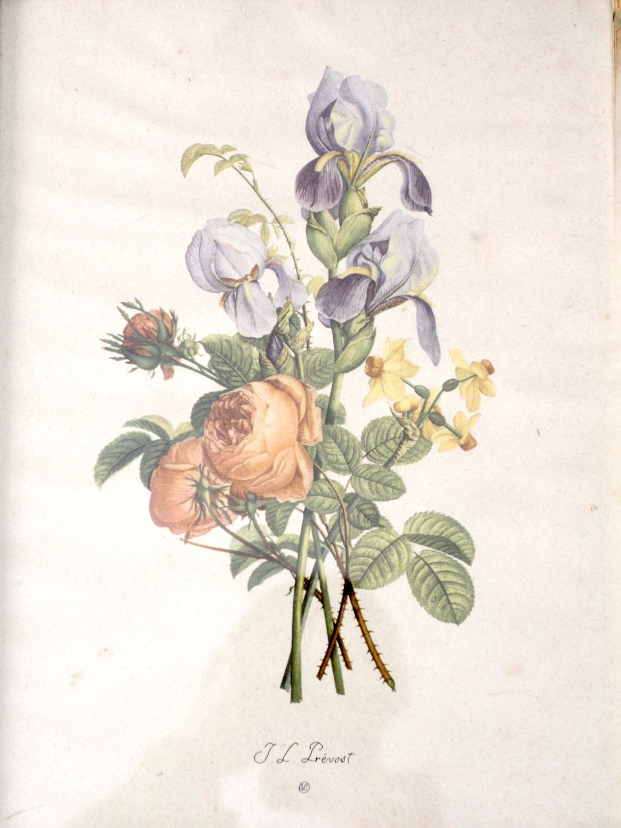 vintage framed botanical prints by JL Prevost Set