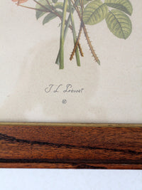 vintage framed botanical prints by JL Prevost Set