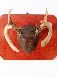 vintage deer antler wall mount