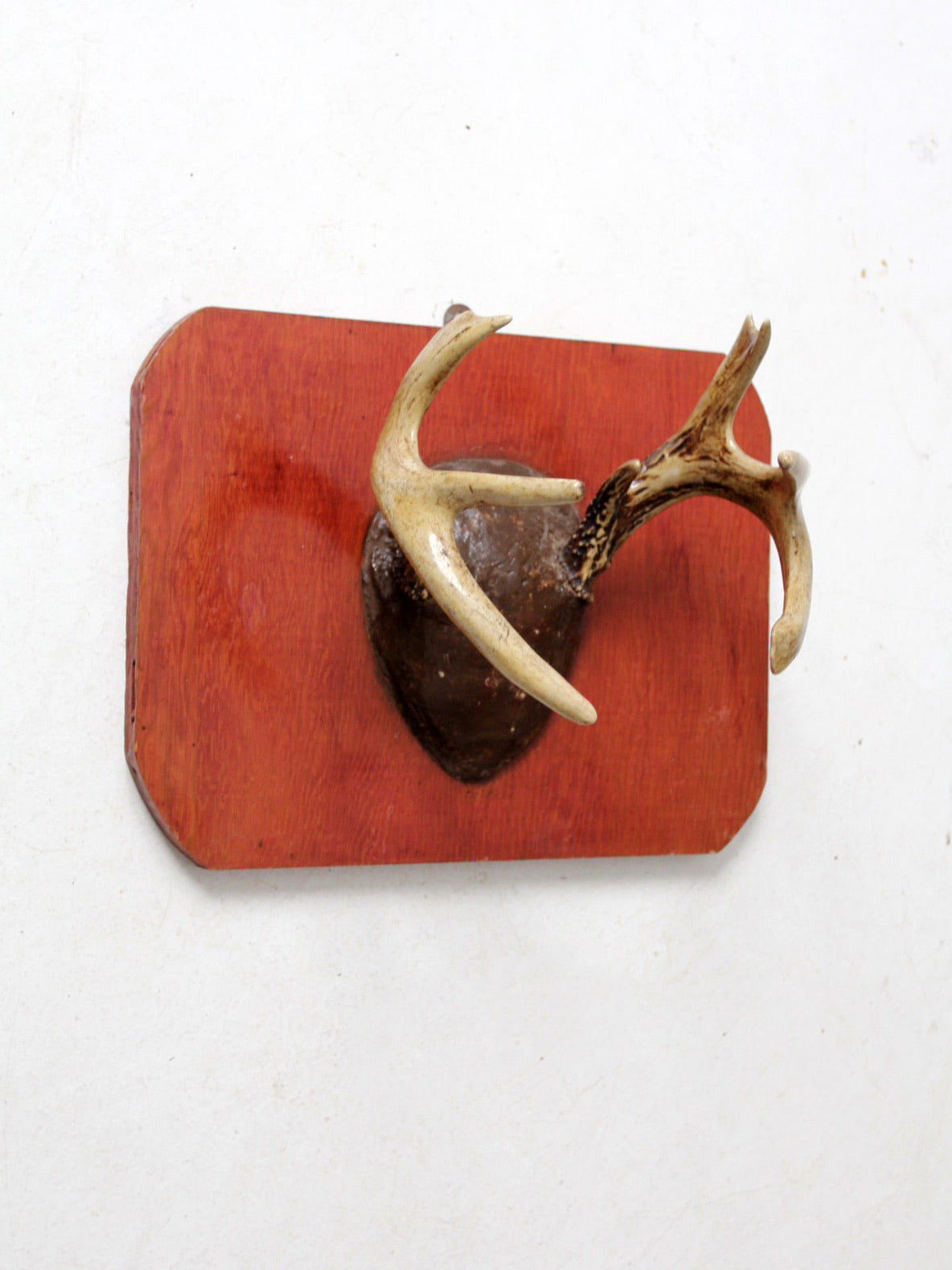 vintage deer antler wall mount