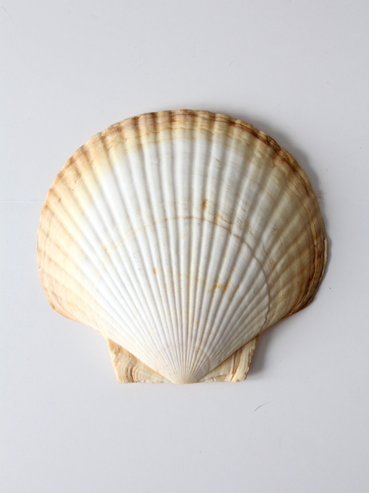 vintage large scallop sea shell
