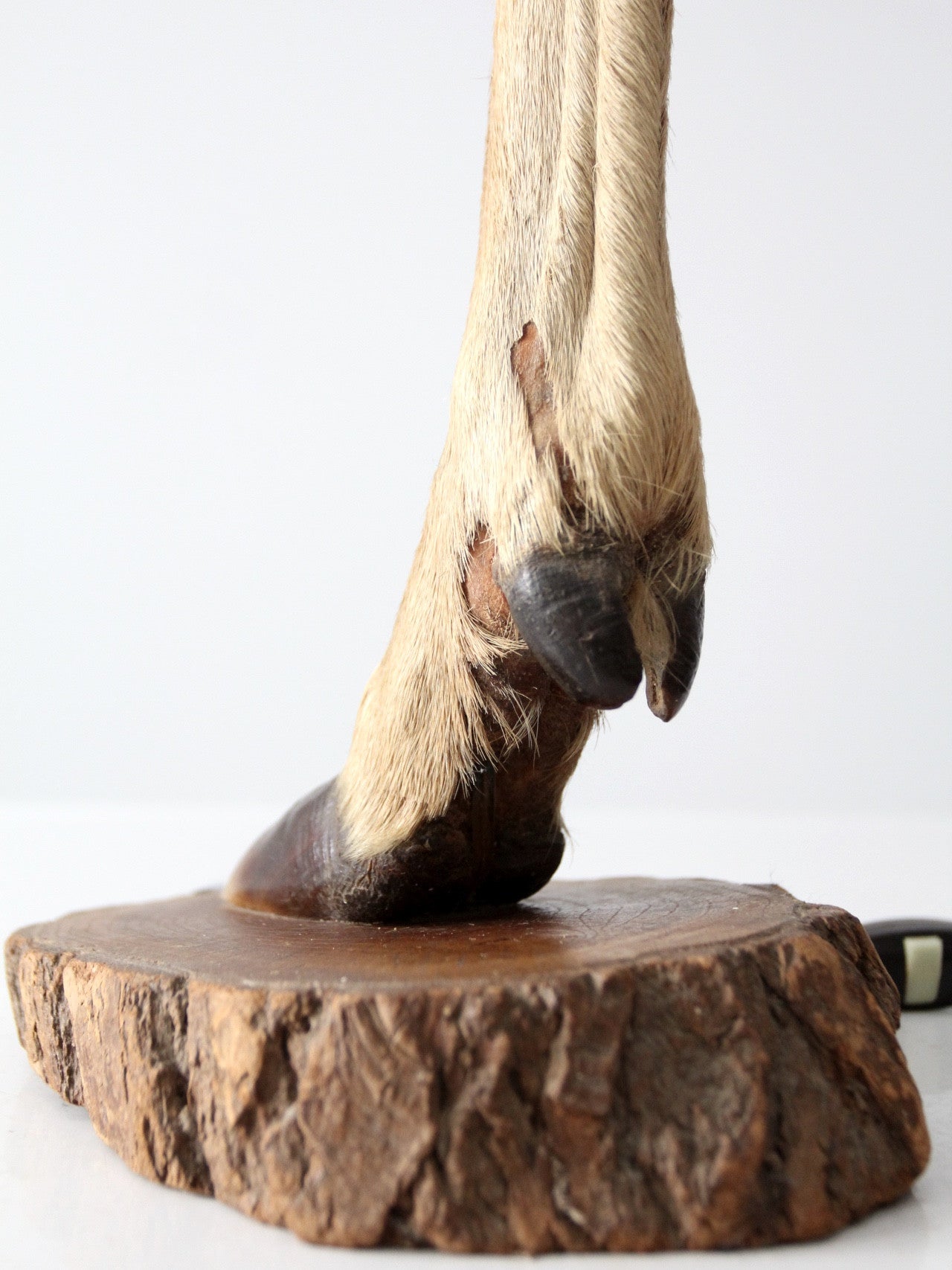 vintage European mounted deer hoof table lamp
