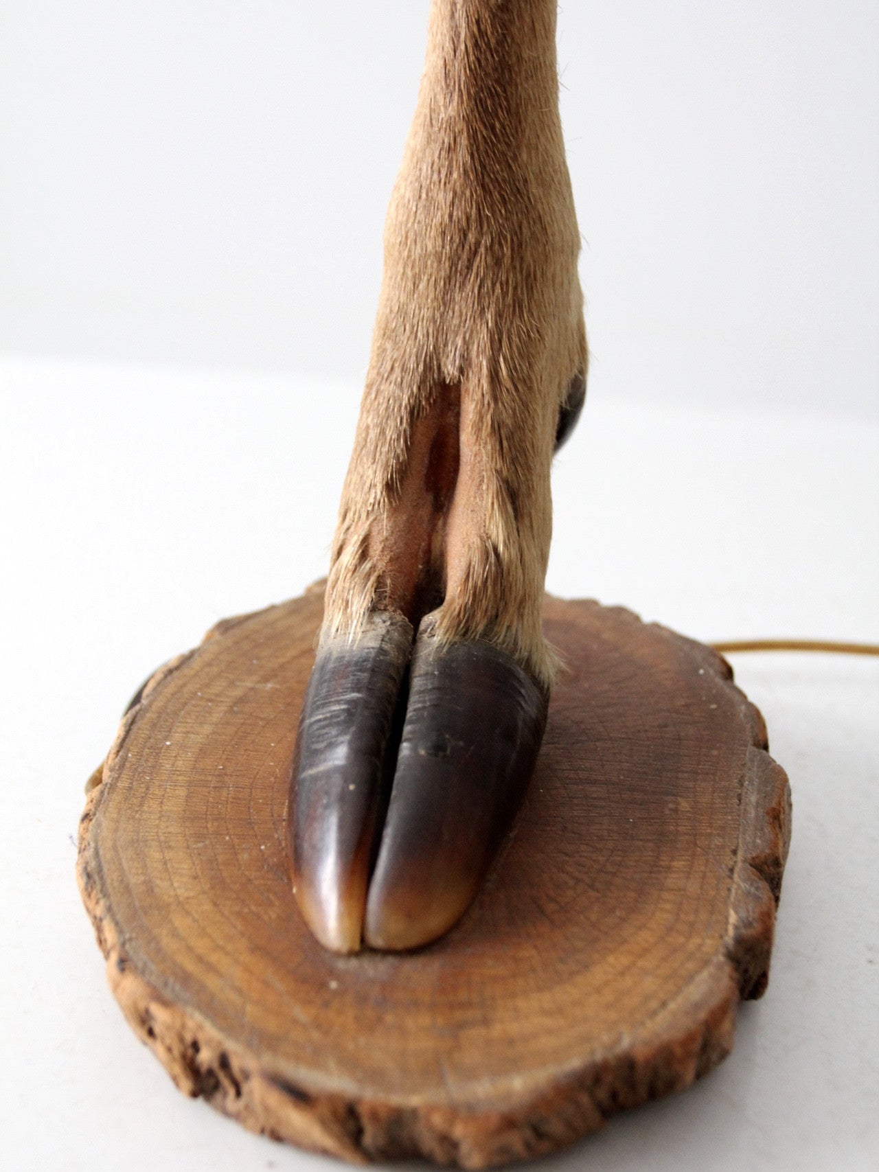 vintage European mounted deer hoof table lamp