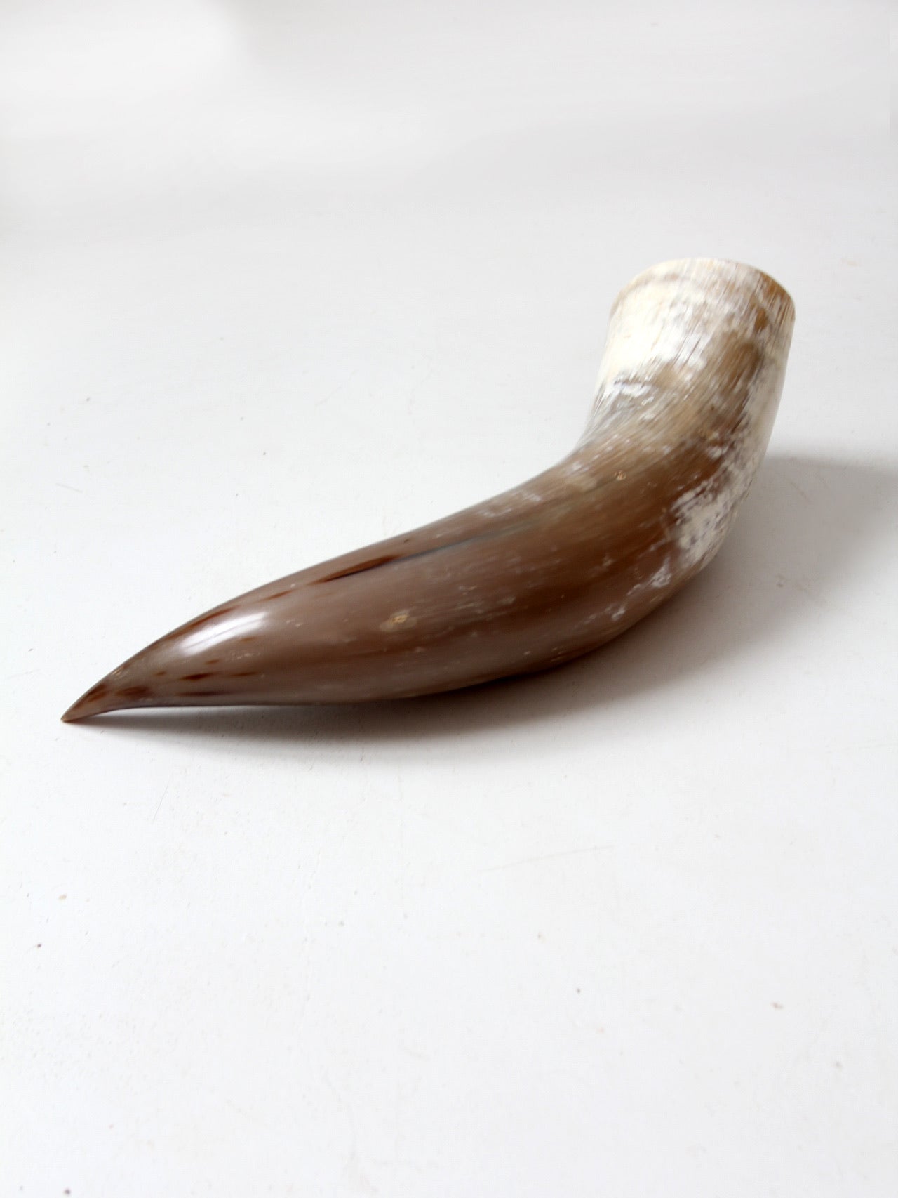 vintage large polished horn