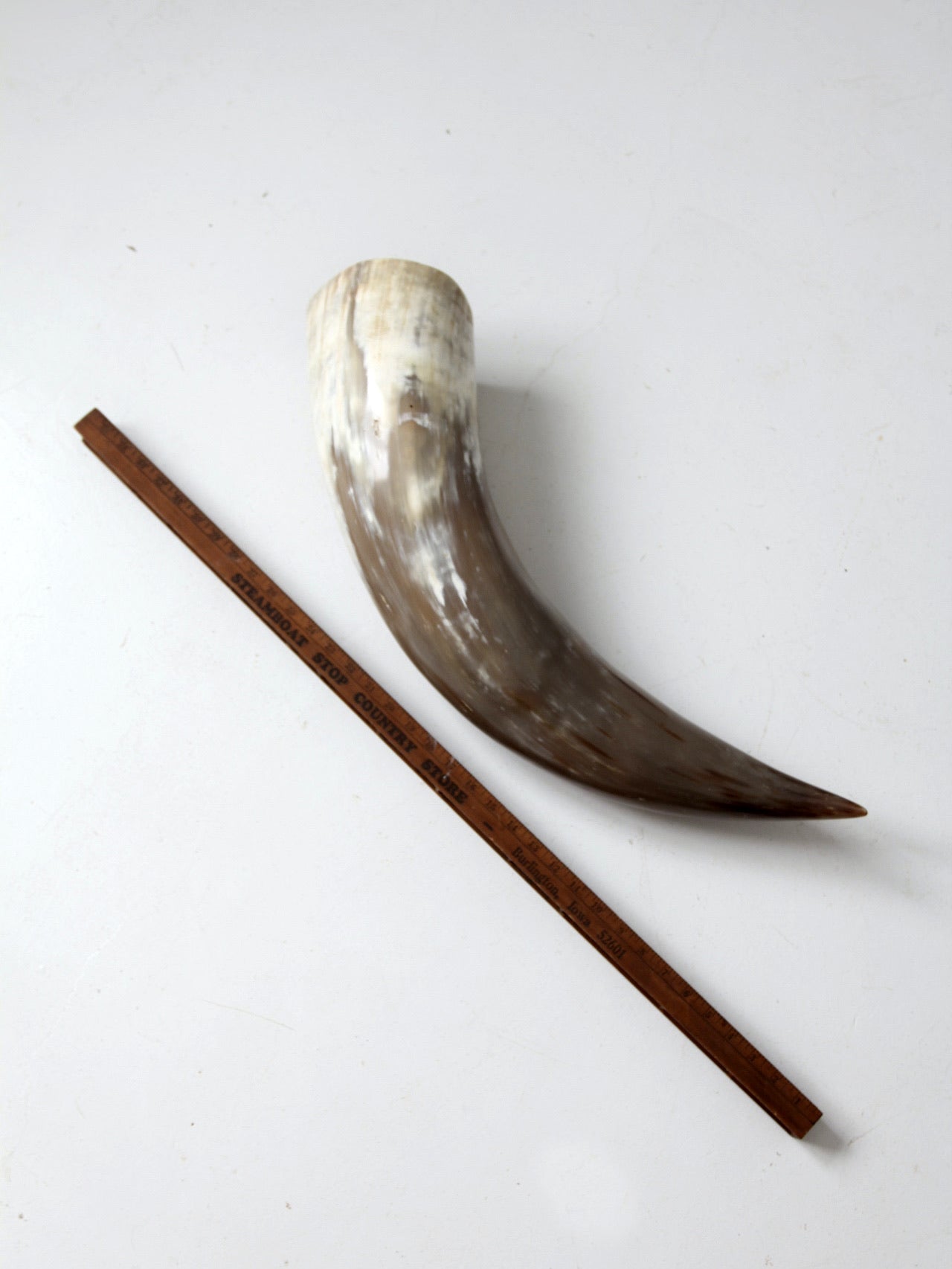 vintage large polished horn