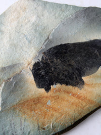 vintage bison painting on slate