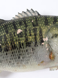 vintage bass fish taxidermy mount