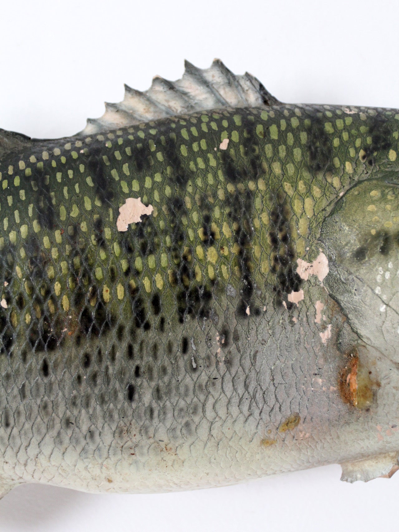 vintage bass fish taxidermy mount