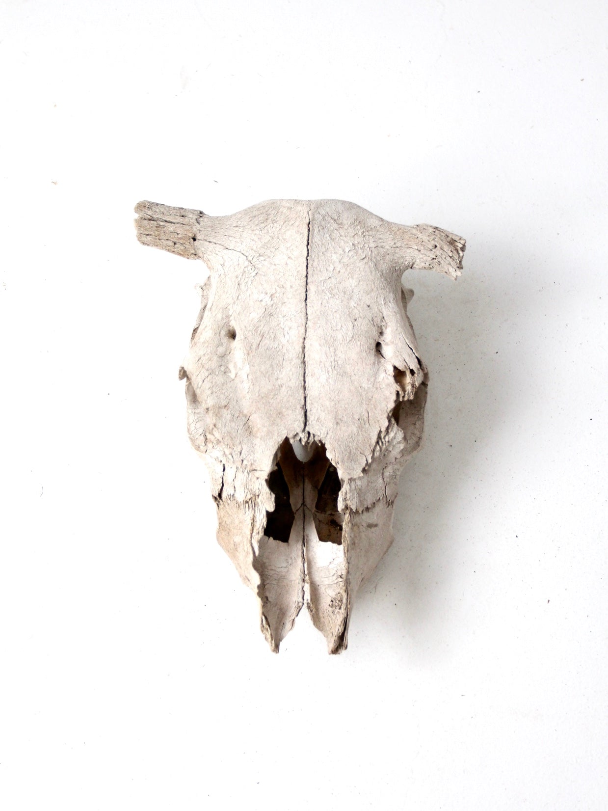 cow skull