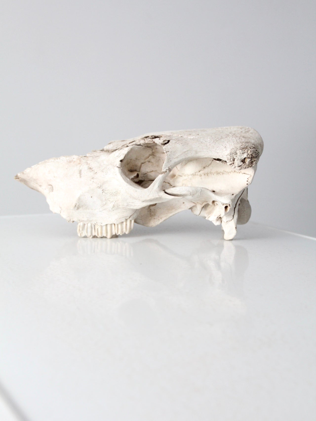 cow skull