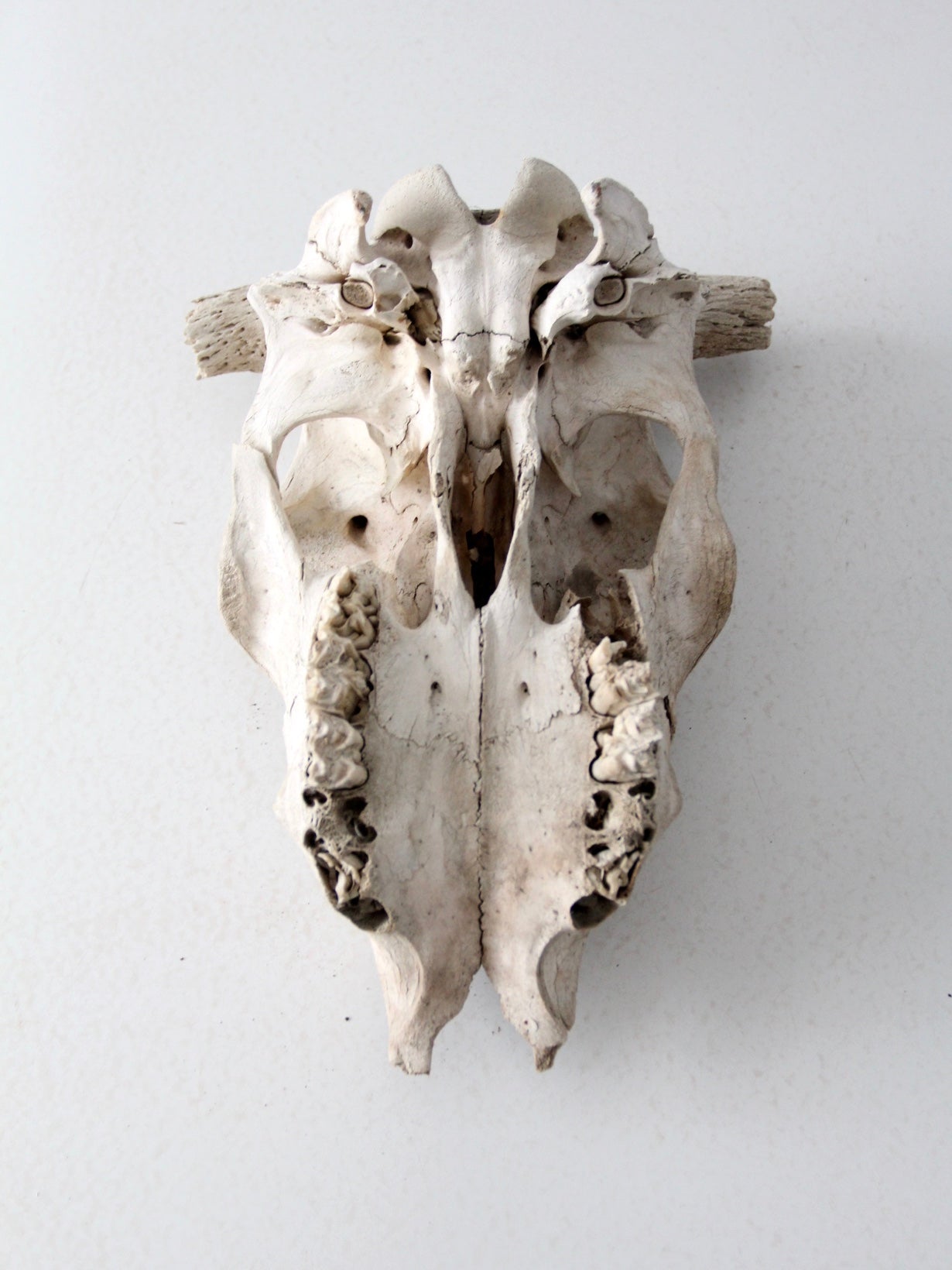 cow skull