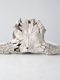 cow skull