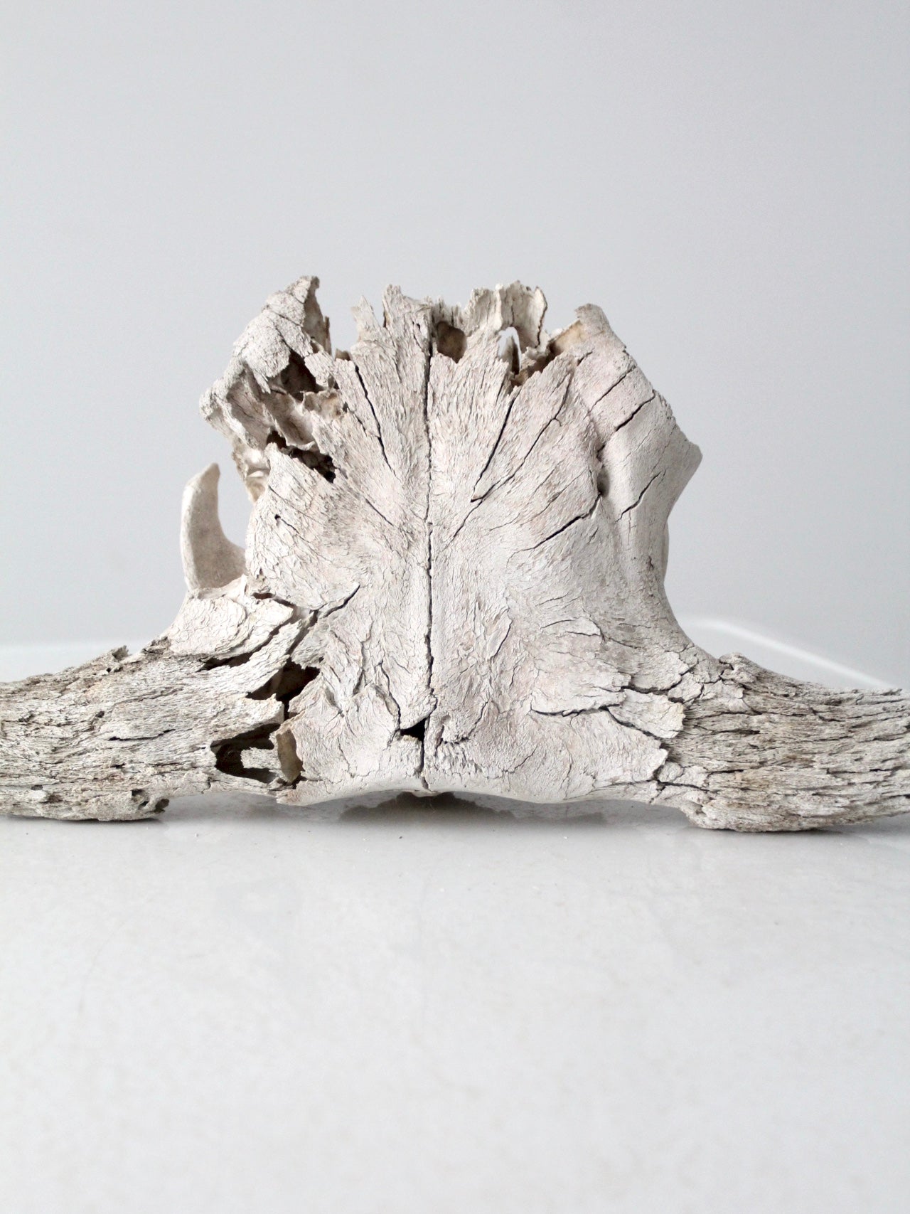 cow skull