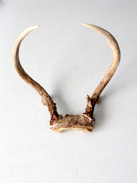 vintage antlers