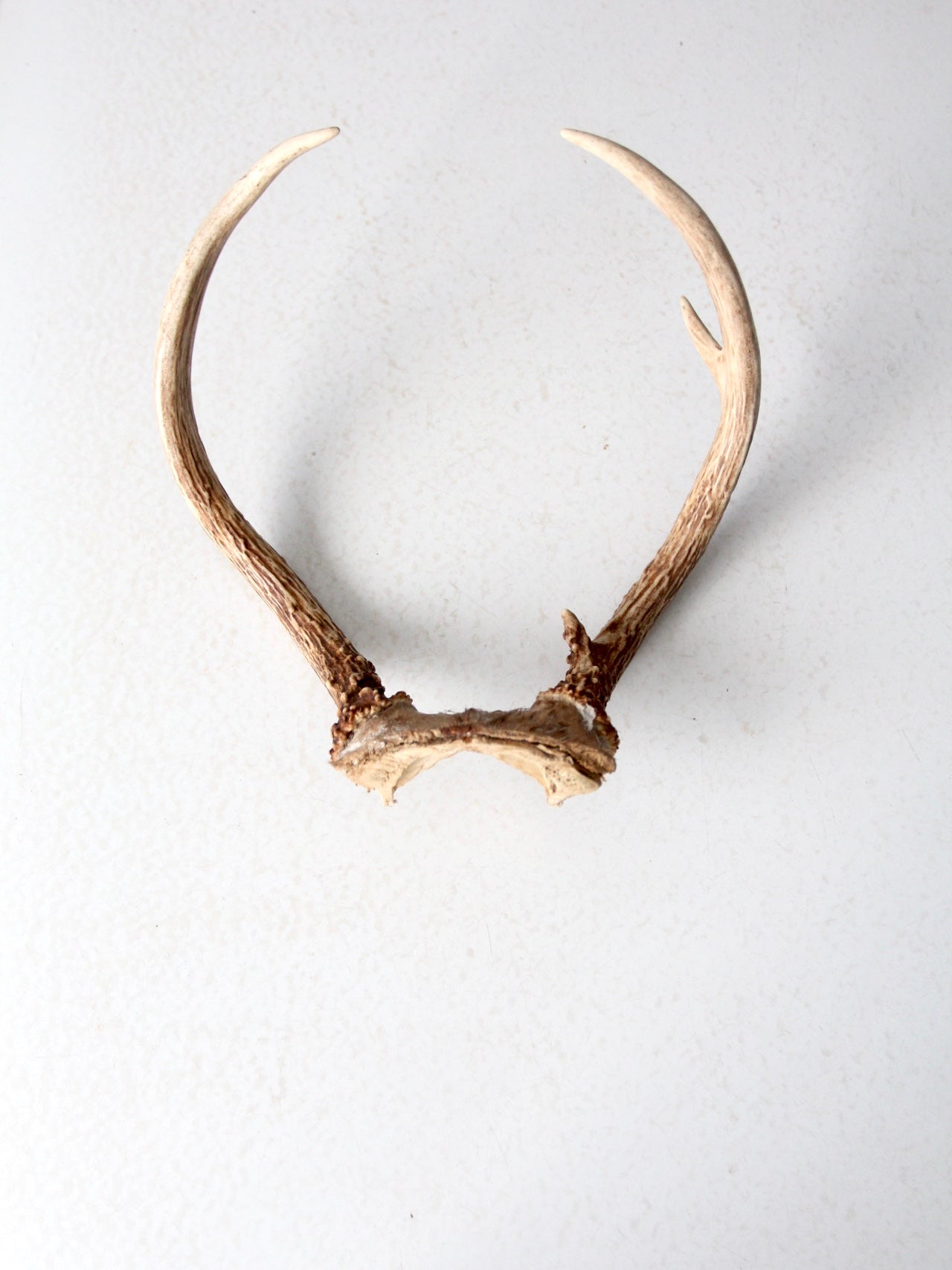 vintage antlers