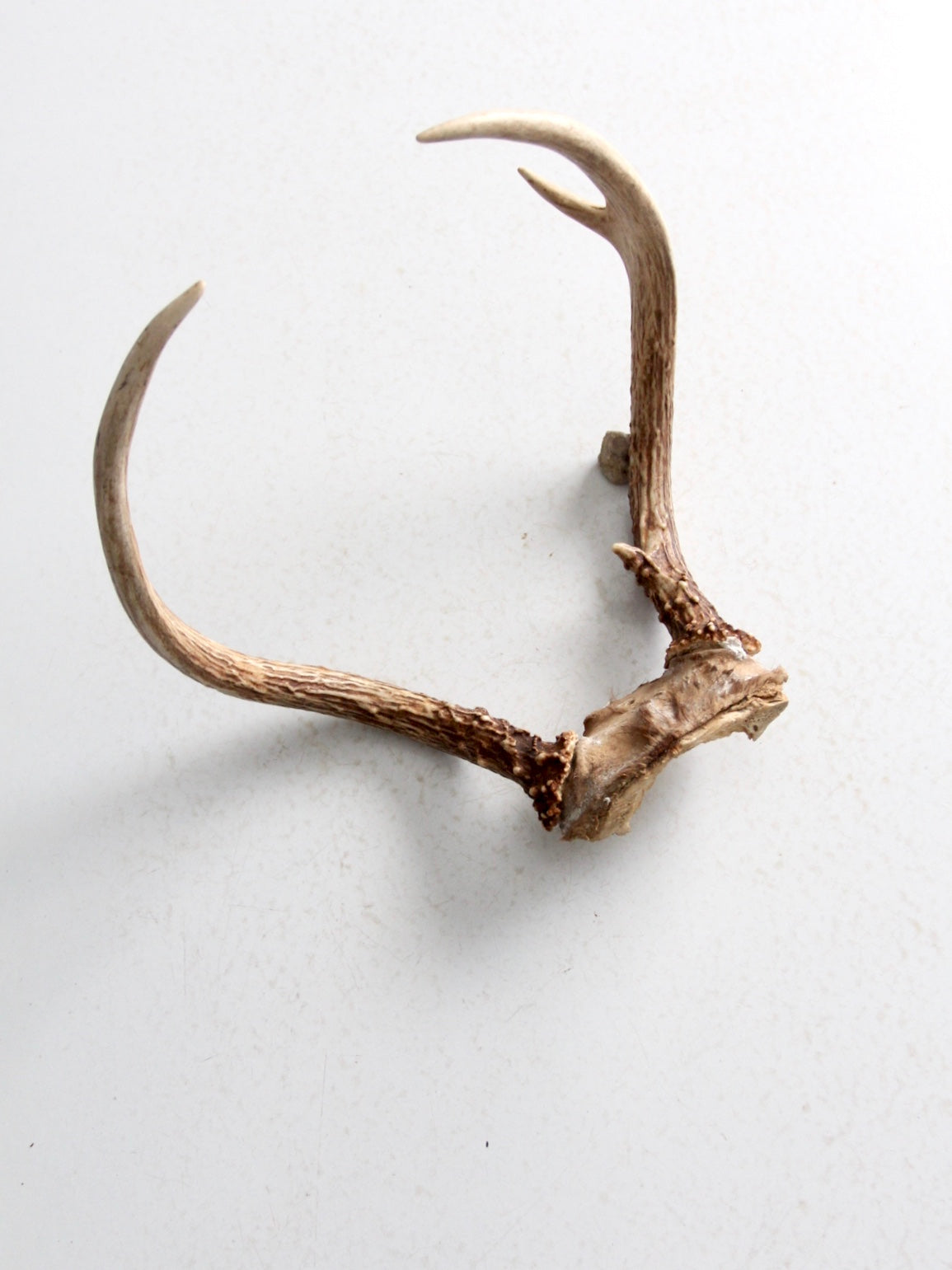 vintage antlers