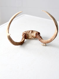 vintage antlers
