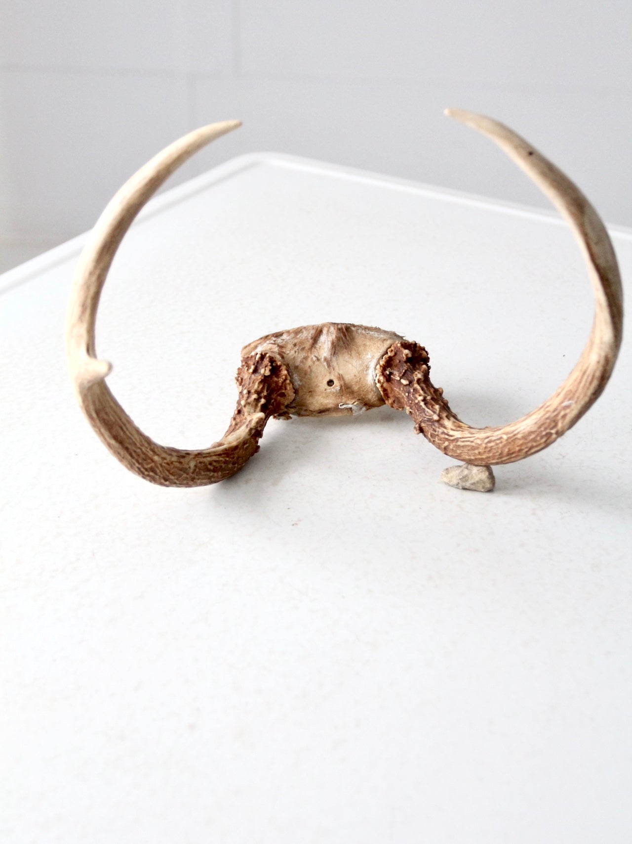 vintage antlers