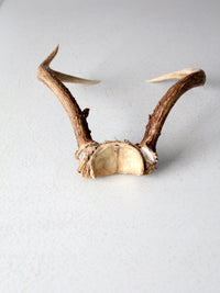 vintage antlers