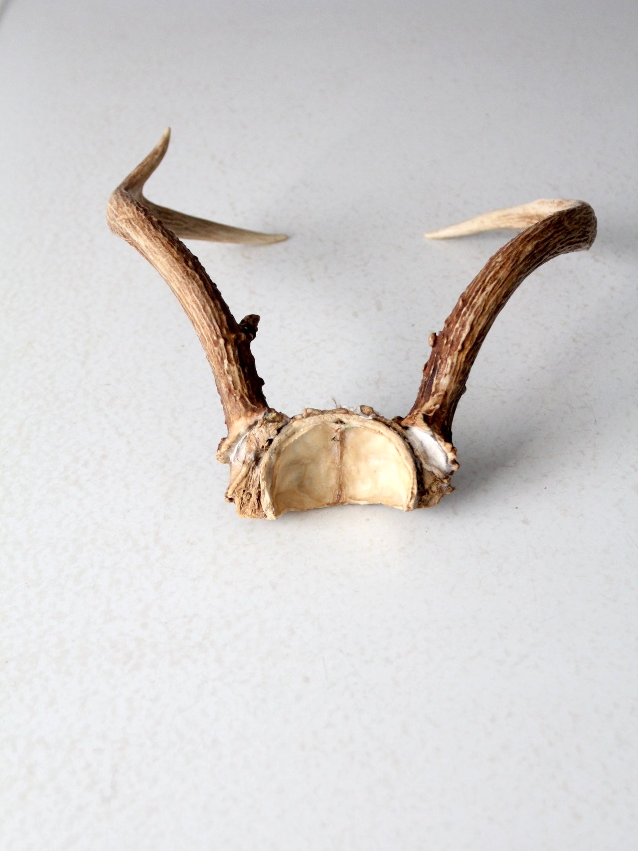 vintage antlers