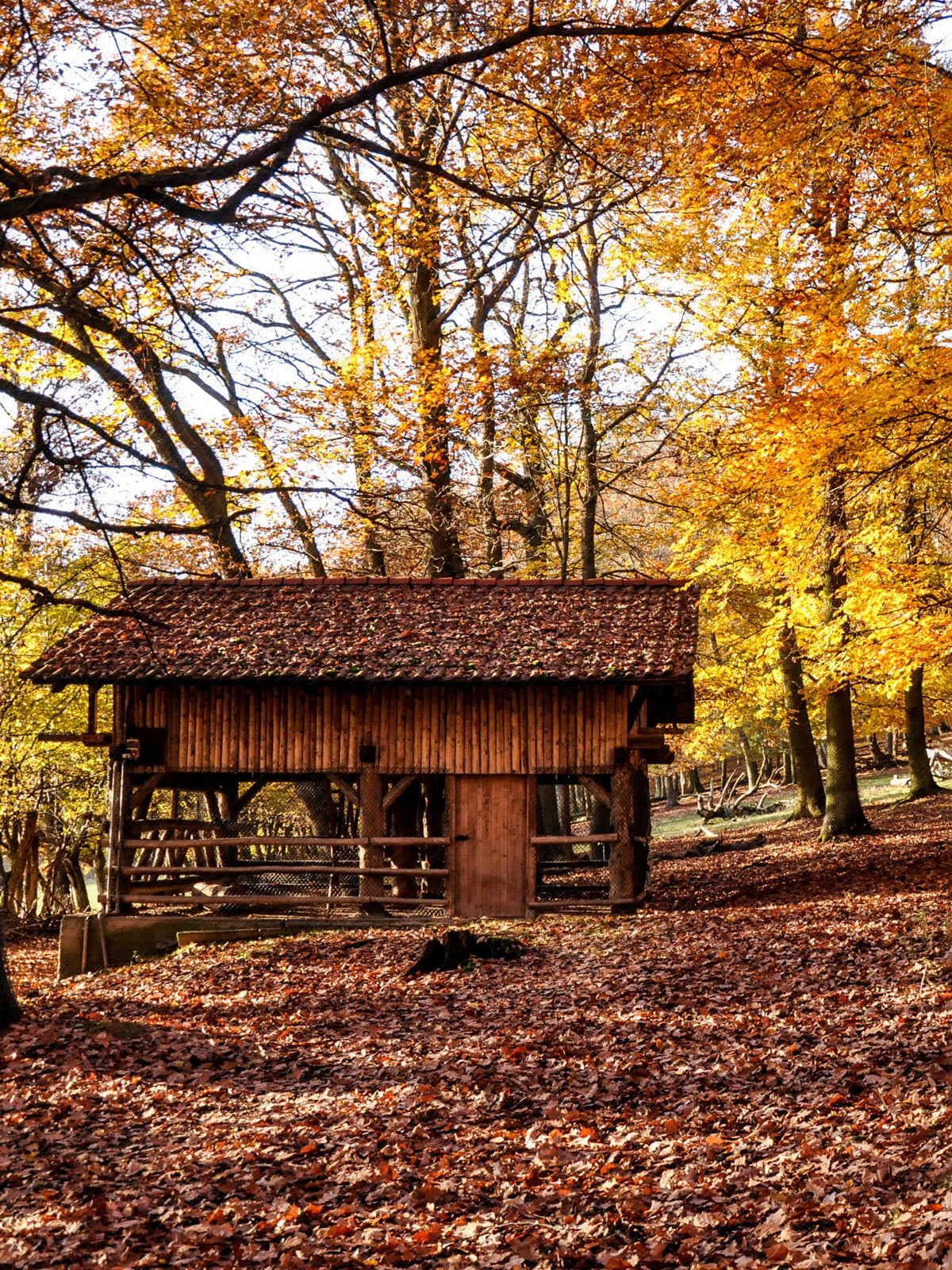 The Rustic Cabin