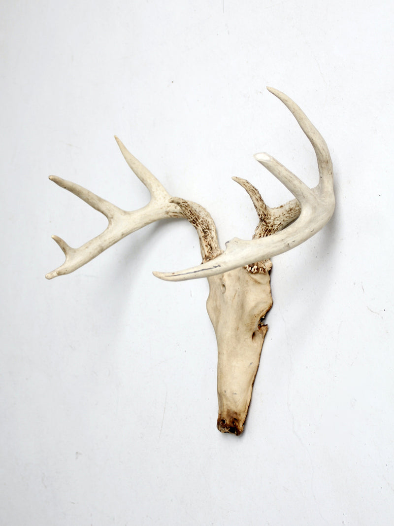 vintage deer skull with antlers