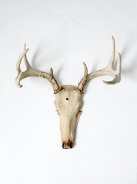 vintage deer skull with antlers