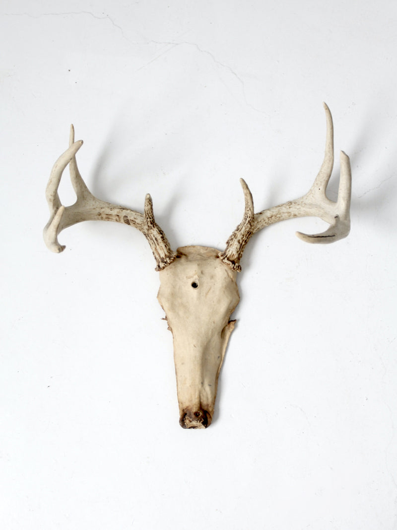 vintage deer skull with antlers